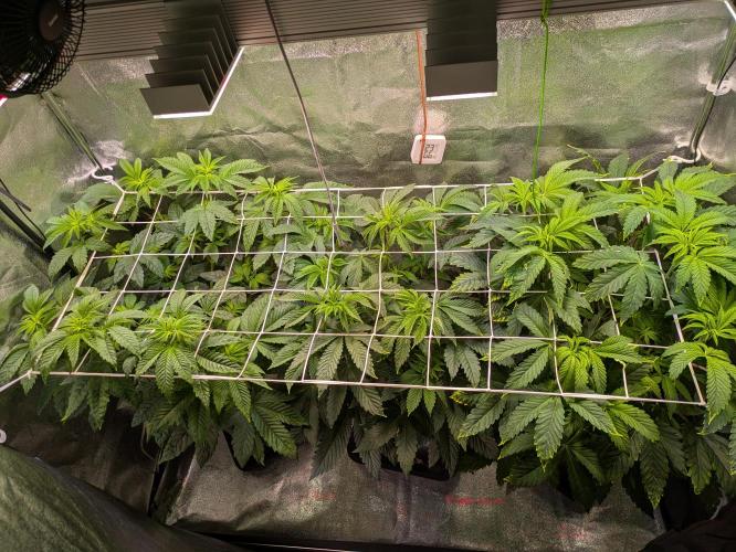 A Humboldt Run. Week 6