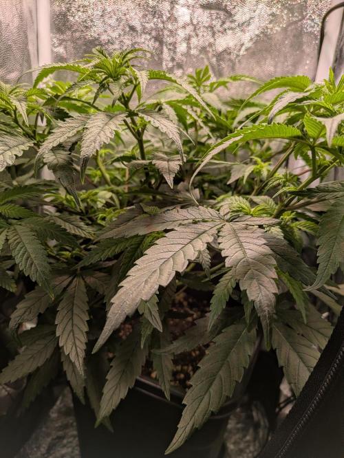 A Humboldt Run. Week 6