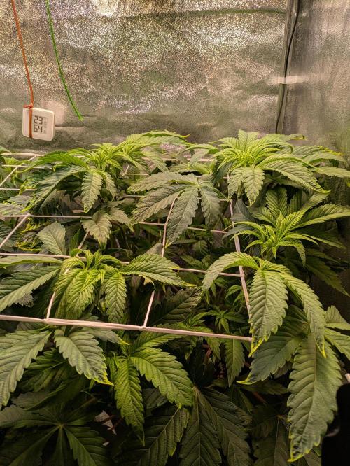 A Humboldt Run. Week 6