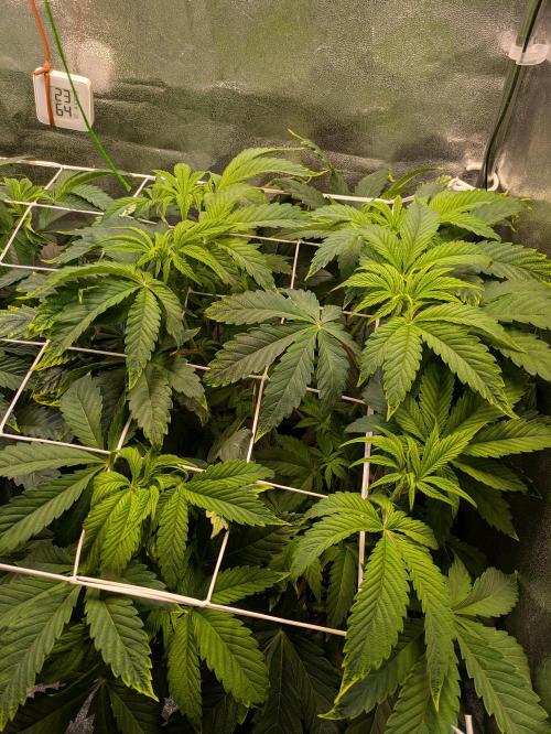 A Humboldt Run. Week 6