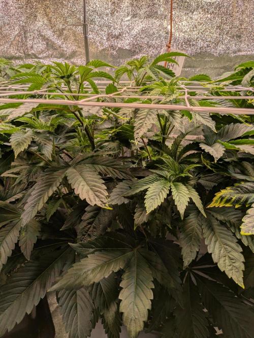 A Humboldt Run. Week 6