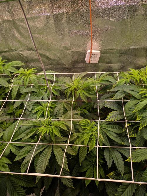 A Humboldt Run. Week 6