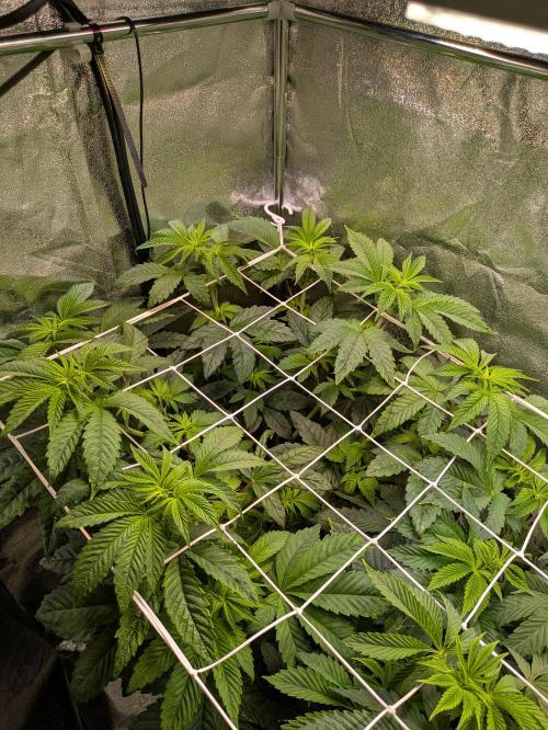 A Humboldt Run. Week 6