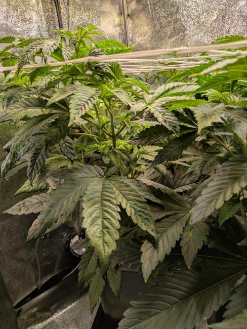 A Humboldt Run. Week 6