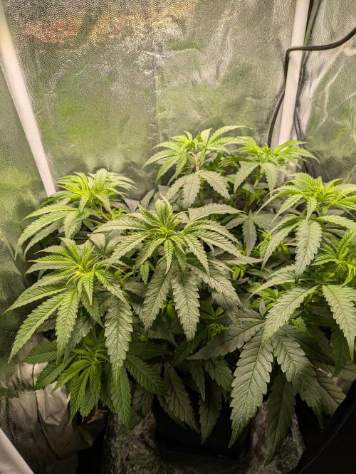 A Humboldt Run. Week 6 - Blueberry Muffin 40x40