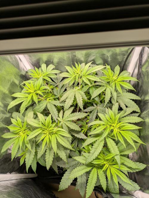 A Humboldt Run. Week 6 - Blueberry Muffin 40x40