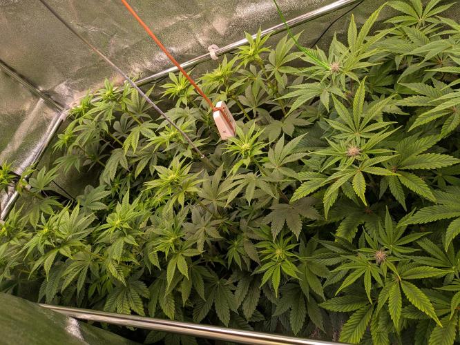 A Humboldt Run. Week 8 - Full House