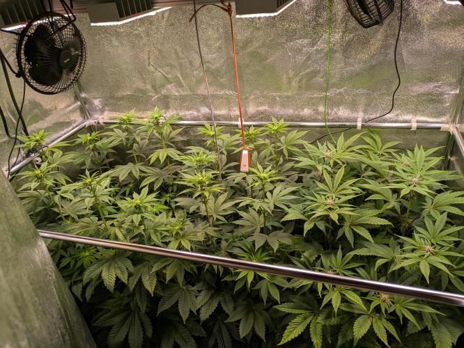 A Humboldt Run. Week 8