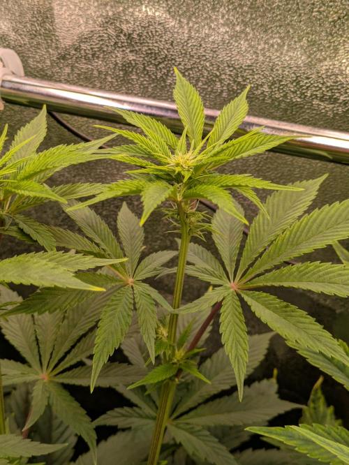 A Humboldt Run. Week 8 - Apple Blossom