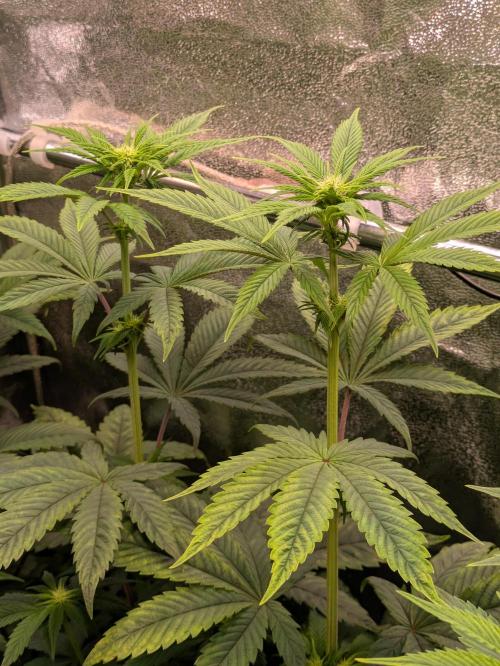 A Humboldt Run. Week 8 - Notorious THC