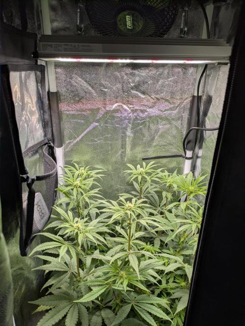 A Humboldt Run. Week 8 - Blueberry Muffin 40x40