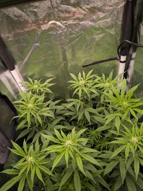 A Humboldt Run. Week 8 - Blueberry Muffin 40x40