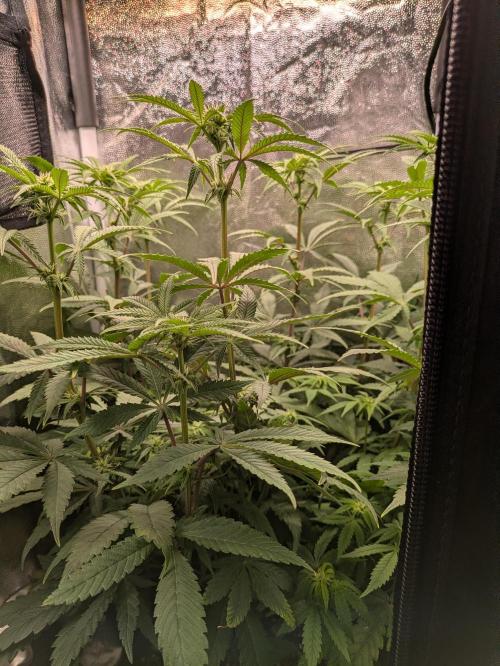 A Humboldt Run. Week 8 - Blueberry Muffin 40x40