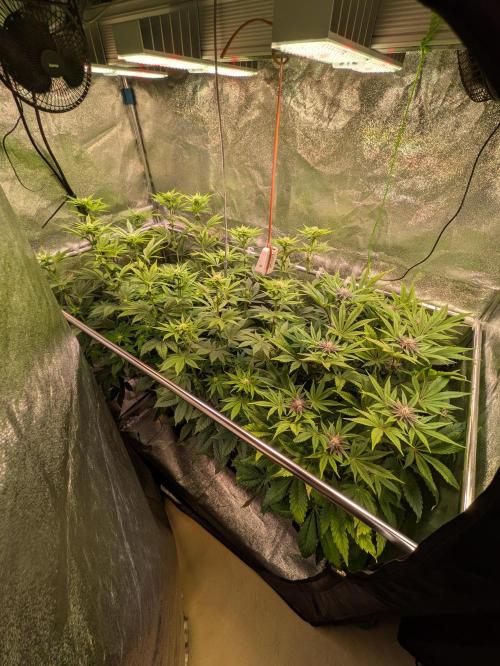 A Humboldt Run. Week 9 - Mein kleiner Garten