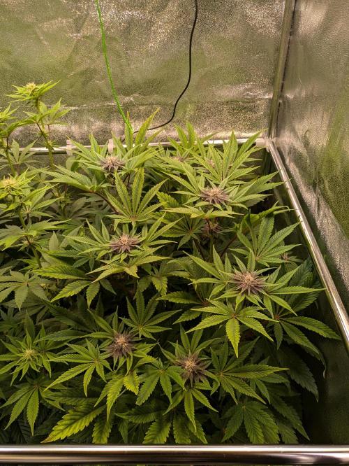 A Humboldt Run. Week 9 - Garlic Budder