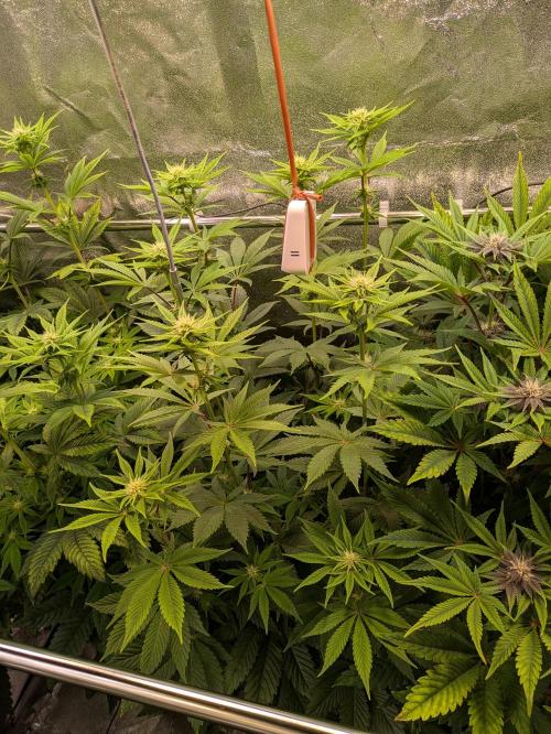 A Humboldt Run. Week 9 - Apple Blossom