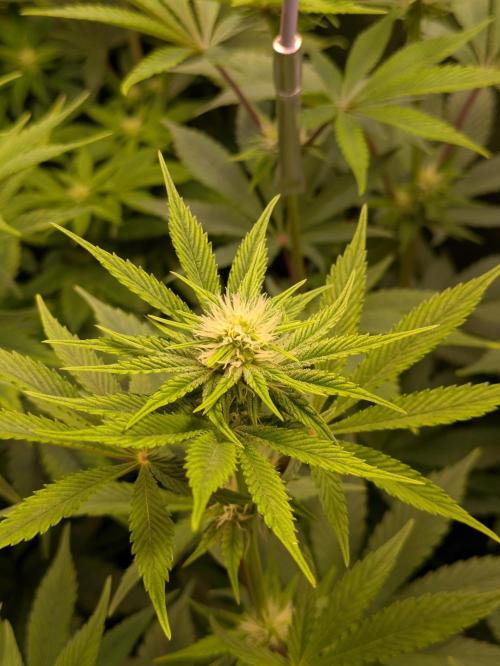 A Humboldt Run. Week 9 - Apple Blossom