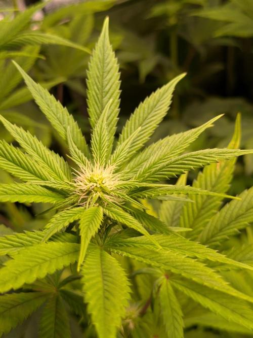 A Humboldt Run. Week 9 - Notorious THC