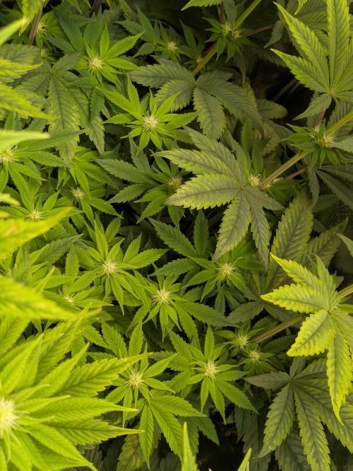 A Humboldt Run. Week 9 - Notorious Bud Valley