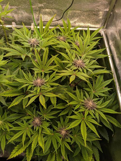 A Humboldt Run. Week 9 - Garlic Budder