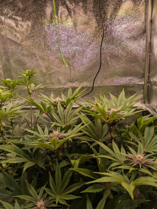 A Humboldt Run. Week 9 - Praying Garlic