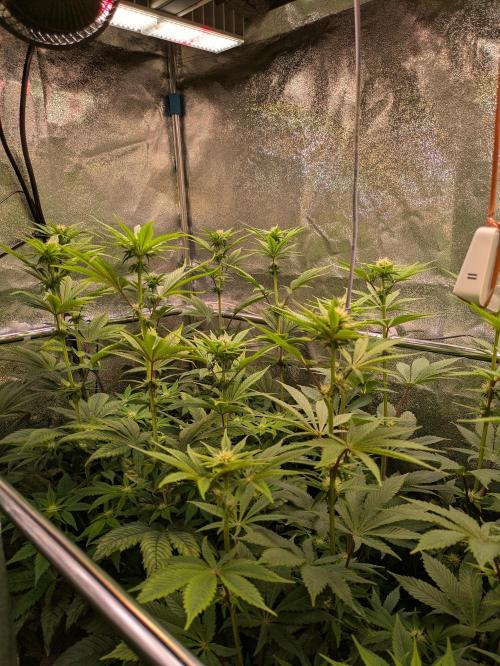 A Humboldt Run. Week 9 - Notorious THC (Ecke) und Apple Blossom (Mitte)