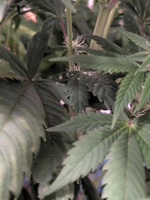 A Humboldt Run. Week 10