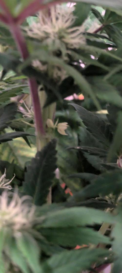 A Humboldt Run. Week 10