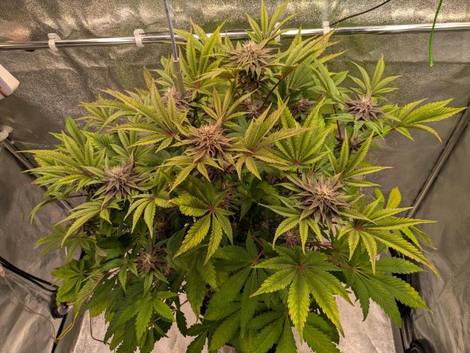 A Humboldt Run. Week 10 - Lonely Garlic Budder 