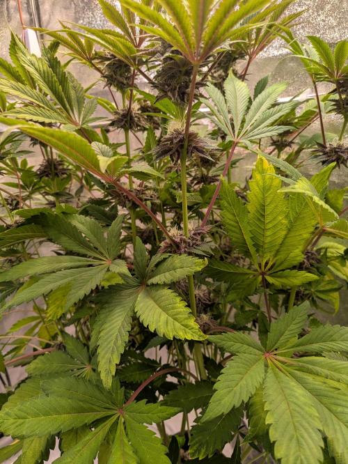 A Humboldt Run. Week 10 - Lonely Garlic Budder insight