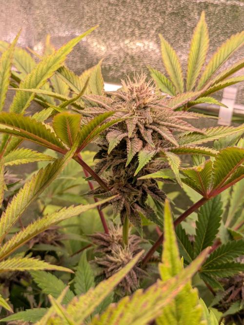A Humboldt Run. Week 10 - Garlic Budder