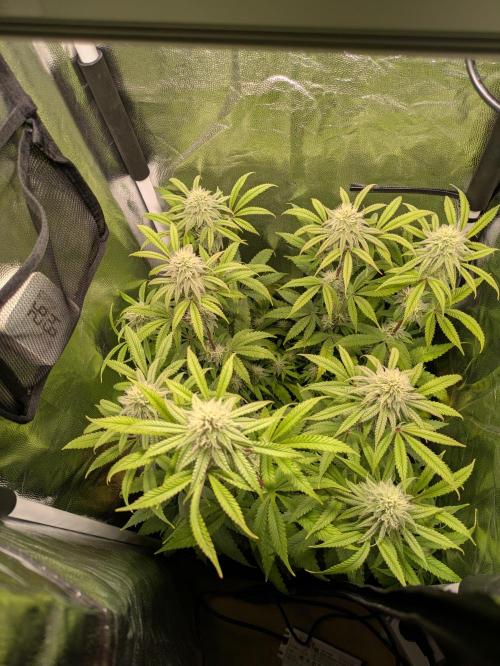 A Humboldt Run. Week 10 - Blueberry Muffin 