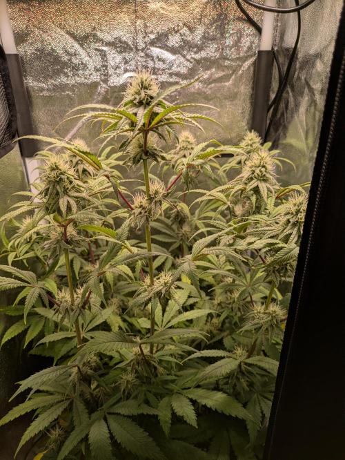 A Humboldt Run. Week 10 - Blueberry Muffin 