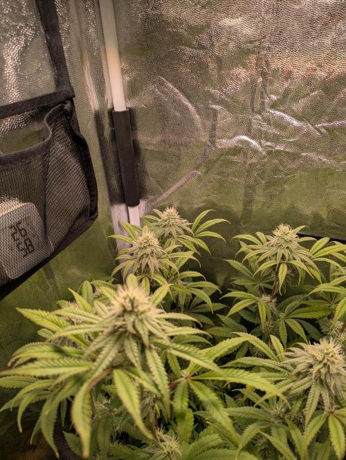 A Humboldt Run. Week 10 - Blueberry Muffin 