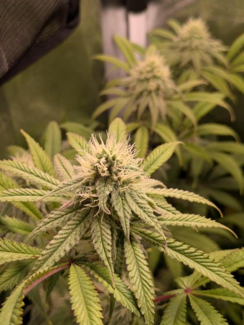 A Humboldt Run. Week 10 - Blueberry Muffin 