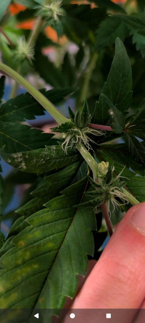A Humboldt Run. Week 11