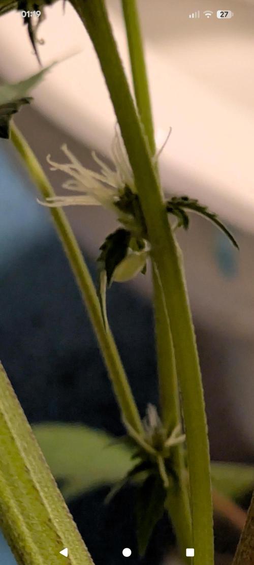 A Humboldt Run. Week 11