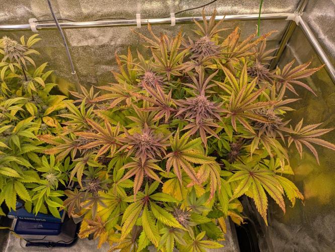 A Humboldt Run. Week 11 - Garlic Budder