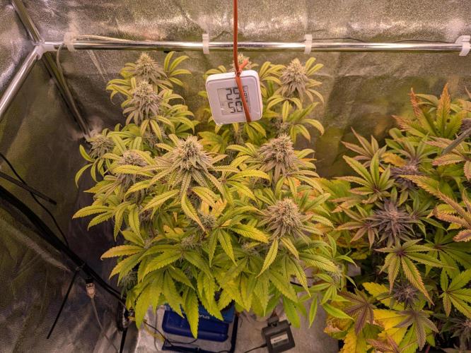 A Humboldt Run. Week 11 - Blueberry Muffin 