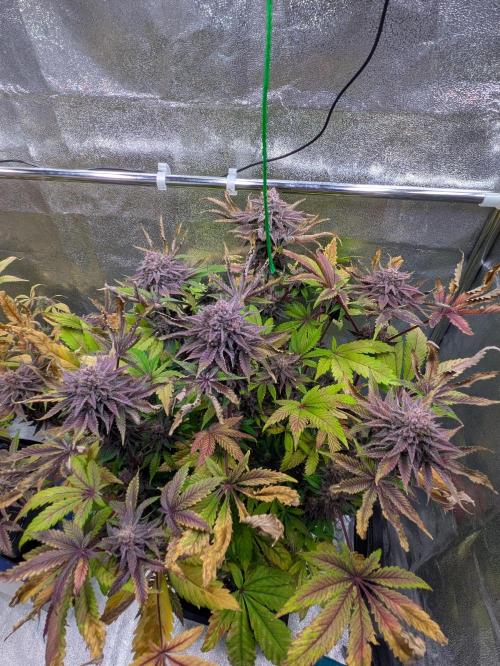 A Humboldt Run. Week 12