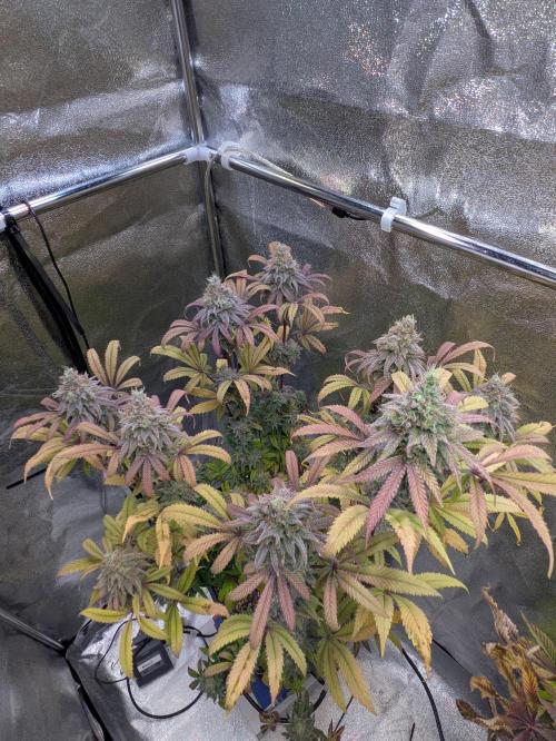 A Humboldt Run. Week 12