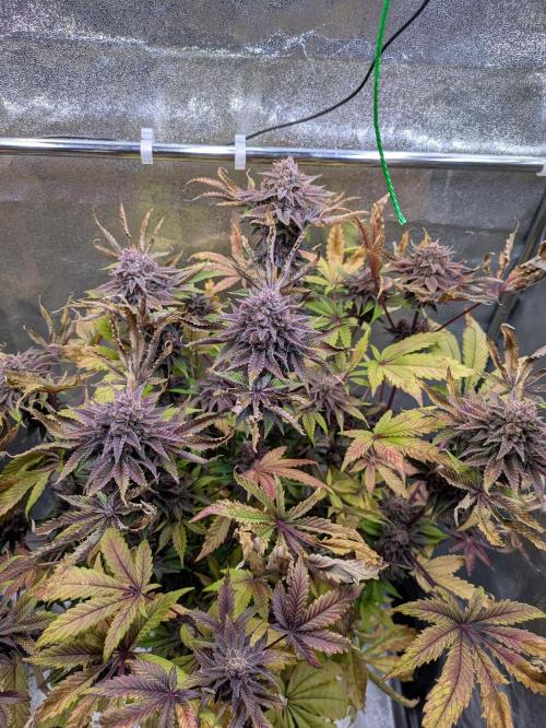 A Humboldt Run. Week 13 - Garlic Budder