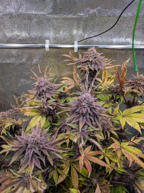A Humboldt Run. Week 13 - Garlic Budder