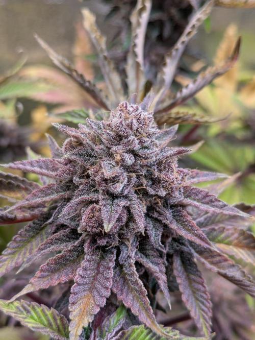 A Humboldt Run. Week 13 - Garlic Budder 