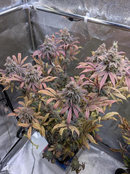 A Humboldt Run. Week 13 - Blueberry Muffin 