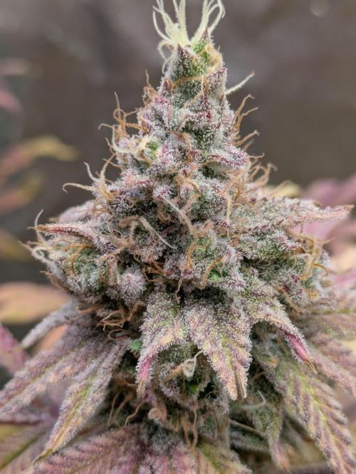 A Humboldt Run. Week 13 - Blueberry Muffin 