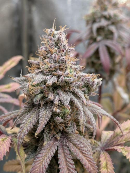 A Humboldt Run. Week 13 - Blueberry Muffin