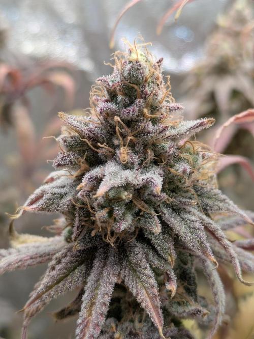 A Humboldt Run. Week 13 - Blueberry Muffin 