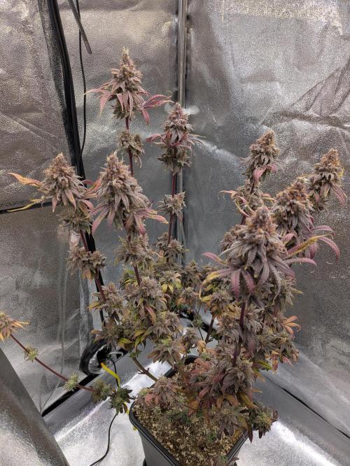 A Humboldt Run. Week 14