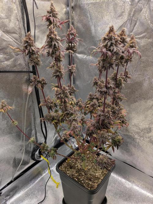 A Humboldt Run. Week 14